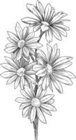 daisy blomma skiss botanisk illustration vektor