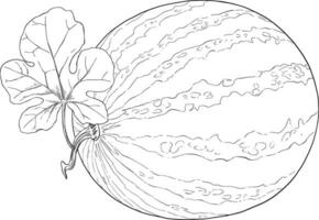 vattenmelon frukt hand dragen illustration vektor
