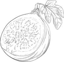 Feigen Obst Hand gezeichnet Illustration vektor