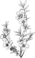 kanuka blomma botanisk skiss illustration vektor