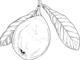 loquat frukt hand dragen illustration vektor