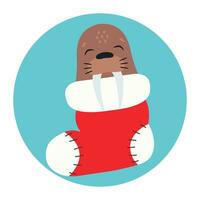 söt valross sover i en jul strumpa. Lycklig högtider. vinter- djur. vektor illustration.