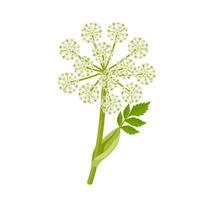 vektor illustration, norska angelica eller angelica archangelica, isolerat på vit bakgrund.