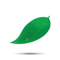 grünes Blatt mit Wassertropfenvorlage für Ihr Design vektor