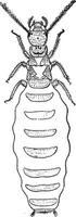 gravid kvinna drottning, termiter lucifugus av efter c. lespes, årgång gravyr. vektor