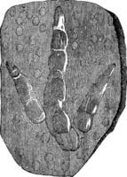fotspår av brontozoum giganteum trias, årgång gravyr. vektor