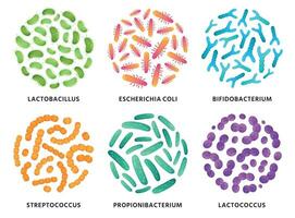 probiotika. laktobacillus, bifidobakterium och laktokock probiotisk bakterie i cirkel. Bra bakterier vektor illustration uppsättning