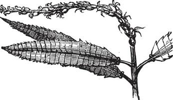 ein Zeichnung von ein Pflanze mit Blätter und Stängel vektor