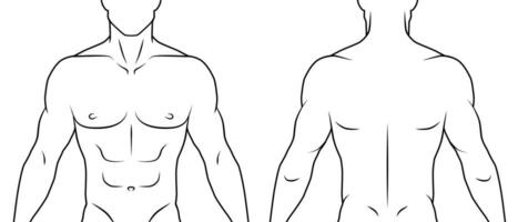 mänsklig kropp främre och tillbaka. svart och vit översikt. vit bakgrund. vektor