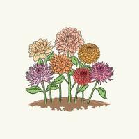 vektor dahlior. botanisk vektor årgång illustration. design element. olika blomma färger och typer av dahlia blommor