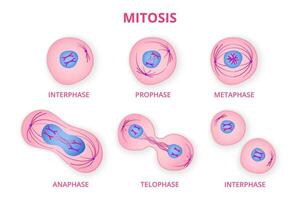 bearbeta av division av organisk cell. stadier av mitos bildning med metafas och profas separation i anafas och fortplantning i telofas och vektor interfas.