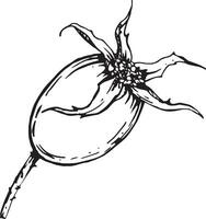 grafisk illustration av nypon. vektor svartvit klämma konst av vild reste sig. översikt linjär hand dragen blommig design element. skiss hund ros, briar, brier, eglantin, kräfta-ros för logotyp, bröllop skriva ut