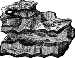 das älteste sedimentär Einlagen, Laurentius Schiefer, Eozoon Kanada, Jahrgang Gravur. vektor