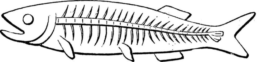 Transformation von das Schwanz von Fisch, Jahrgang Gravur. vektor