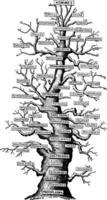 familj träd av liv på jorden, årgång gravyr. vektor