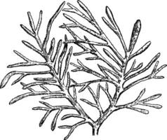 Crossochorda gefunden im das Silur von Bagnole, Jahrgang Gravur. vektor