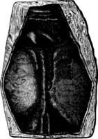 das zuerst Fisch, Devonian Zeitraum, Pteraspis Rostratus, Jahrgang Gravur. vektor