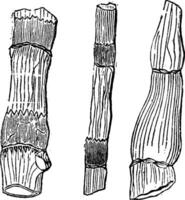 Fossil Überreste von Primitive Pflanzen, Jahrgang Gravur. vektor