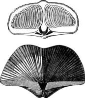 blötdjur brachiopoder av de devonian period. spirifer striatus, årgång gravyr. vektor