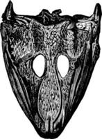 labyrintodonter huvuden, arkegosaurus och mastodonsaurus, årgång gravyr. vektor