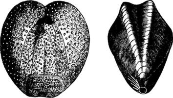 fossil av krita, årgång gravyr. vektor