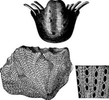 mollusker från de permian period, årgång gravyr. vektor