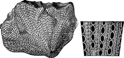 mollusker från de permian period, årgång gravyr. vektor