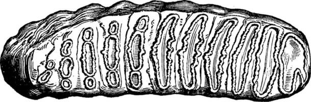 molar- tand av elefas antiquus, ett tredje av de naturlig storlek, årgång gravyr. vektor