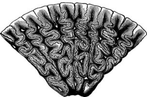 vierte Zahn Labyrinthodont, Jahrgang Gravur. vektor