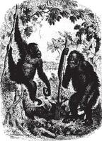 schimpanser i skog, årgång gravyr. vektor