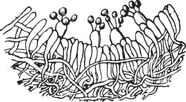 Kreuz Sektion von das Beschichtung das Hymenium Hymenophor Röhren von fr vektor