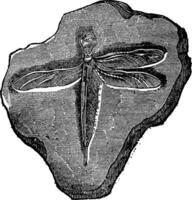trollslända fossil av de jurassic period, årgång gravyr. vektor