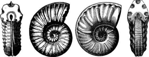Kreide- Ammoniten, Jahrgang Gravur. vektor