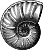 ammoniter radiatus, årgång gravyr. vektor