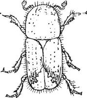 europeisk gran bark skalbagge, årgång gravyr. vektor