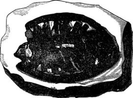 fossil sköldpaddor av de cretaceous period, årgång gravyr. vektor