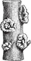 de aska bark av ro från pärlor bildas runt om de sår produceras förbi aska skjuta skalbagge, årgång gravyr. vektor