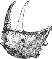 das Fossil Kopf von das Nashorn hat Nasenlöcher Cloisonne, Jahrgang Gravur. vektor