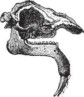 fossil huvud av de deinotherium, årgång gravyr. vektor