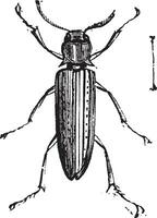 falsk klick skalbaggar eller eucnemidae vektor