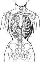 deformiert durch das Korsetts, zeigen Bedingung von Knochen im Frauen Wer gewohnheitsmäßig tragen fest Korsetts, Jahrgang Gravur. vektor