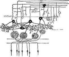 en diagram som visar de sätt i som nervceller göra Kontakt med varje Övrig, årgång gravyr. vektor