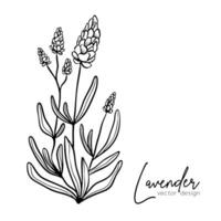 botanisch Linie Illustration von ein Lavendel Ast zum Hochzeit Einladung und Karten, Logo Design, Netz, Sozial Medien und Plakate Vorlage. elegant minimal Stil Blumen- Vektor isoliert.