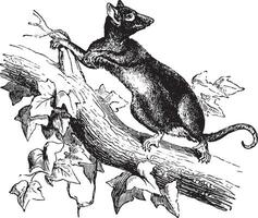 Beutelratte oder Opossum, Jahrgang Gravur. vektor