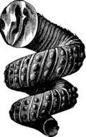 cephalopod ammoniter av de cretaceous period, årgång gravyr. vektor