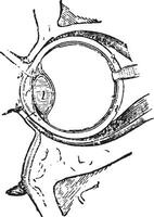 Muskeln von das Auge, Jahrgang Gravur. vektor