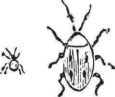 Speisekammer Käfer, Jahrgang Gravur. vektor