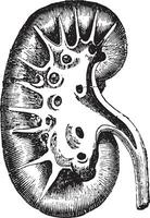 Vertikale Sektion von das Niere, Jahrgang Gravur. vektor