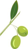 grön oliver, vektor eller Färg illustration.