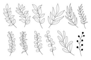 Linie Kunst botanisch Illustration Vektor auf Weiß Hintergrund